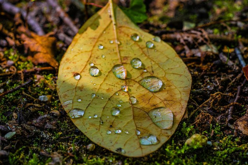 Fall leaves